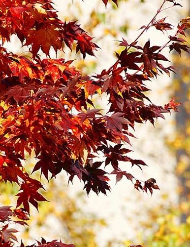 日本北海道 秋季看“枫景”图片
