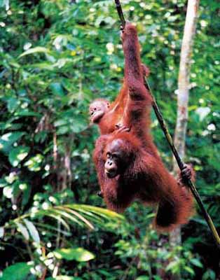 马来西亚沙巴：徒步丛林 “约会”红毛猩猩