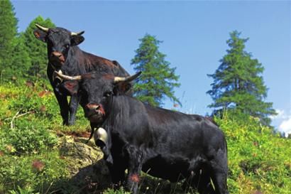 瑞士阿尔卑斯围观斗牛图片