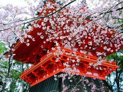 二月日本樱花开 伊豆半岛赏花时图片
