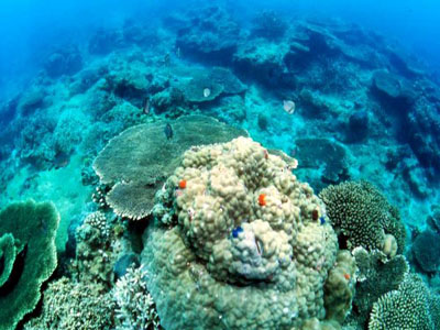 以色列游客海底种珊瑚 旅游环保两全其美图片