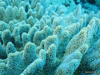 以色列游客海底种珊瑚 旅游环保两全其美
