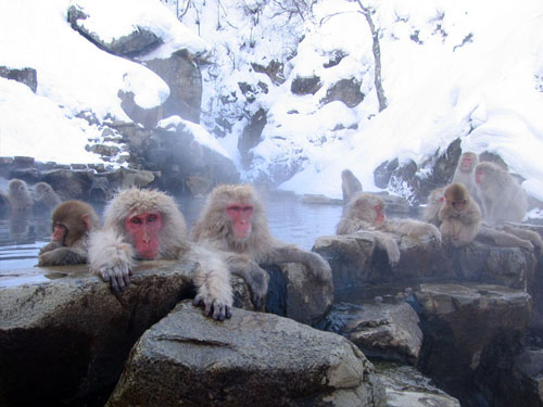 去日本长野地狱谷温泉 看雪猴泡汤