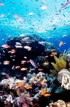澳大利亚大堡礁  即将消失的旅游奇景