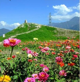 缤纷不分时节 冬季到台湾去赏花图片