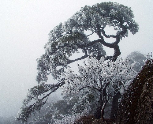 腊冬黄山：雪景、雾凇、云海图片