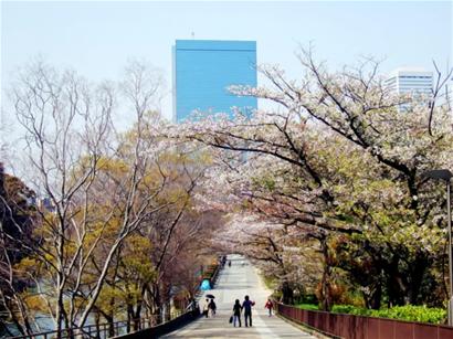 到日本旅游 大阪坐花见船看樱花