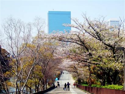 款款“樱情” 享受惬意“花吹雪”图片