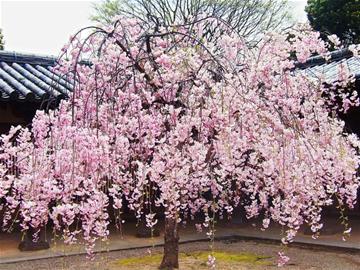 款款“樱情” 享受惬意“花吹雪”图片