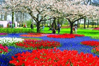 春季荷兰 一次盛大节日图片