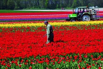 春季荷兰 一次盛大节日图片