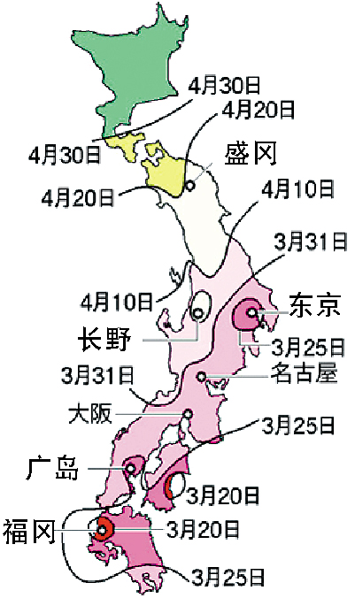 “樱”姿勃发 日本赏樱入门