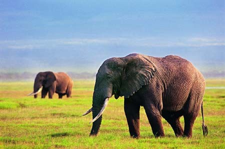 走进南非 太阳城边骑大象好不过瘾图片