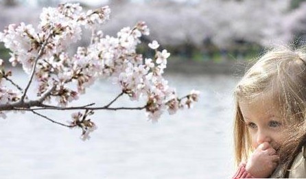 绚烂华盛顿：潮汐湖畔繁花似锦的“春天使者”图片