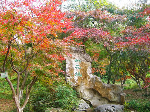 南京栖霞山 观赏红叶最佳处图片