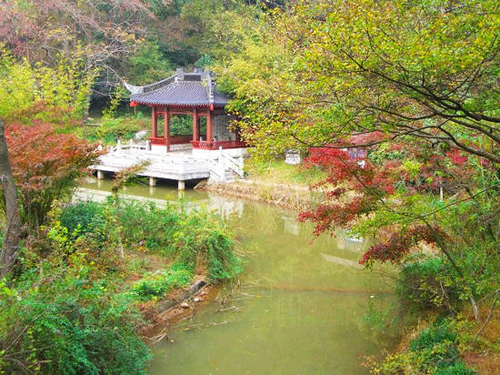 南京栖霞山 观赏红叶最佳处图片