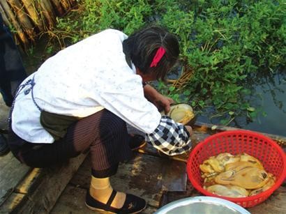 阳澄湖莲花岛诱惑之旅图片
