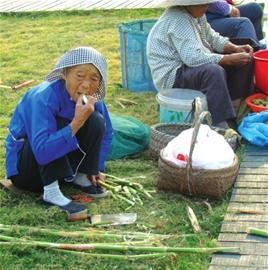 阳澄湖莲花岛诱惑之旅图片