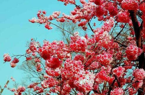 二月闹春 去圆通花潮感受浪漫樱花图片