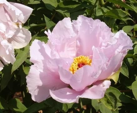 花开遍野 去洛阳赏“花中之王”