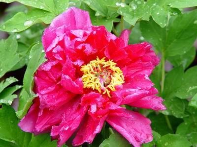 花开遍野 去洛阳赏“花中之王”图片