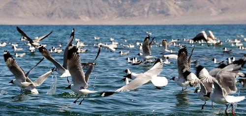西藏班公湖观鸟