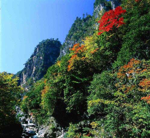 湖北神农架 燕子垭避暑看星星图片