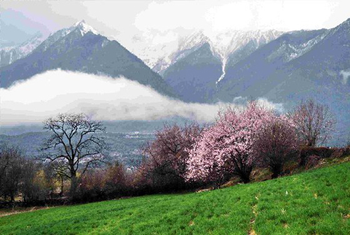 西藏林芝桃花节旅游指南