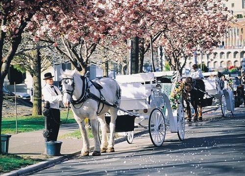 加拿大渥太华春日赏花之旅 世界最大郁金香节正当时