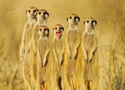 猫鼬-非洲南部的动物园“卖萌”动物推荐观赏地