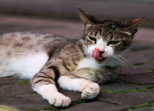 台湾猴硐：聆听“超萌”猫城物语