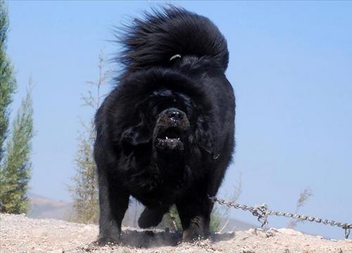 盘点世界上最凶悍的十四种猛犬