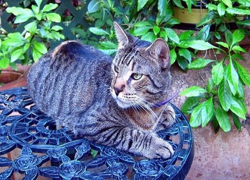 海明威故居的六趾萌猫-美国佛罗里达州