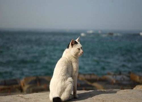 猫咪控到埃及旅游-埃及 遍地都是神猫