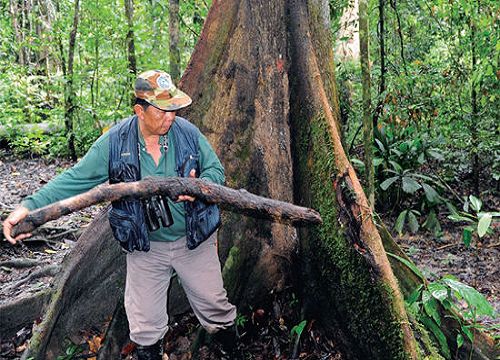 神秘森林！探秘马来西亚沙巴雨林