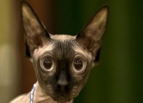 国际猫咪选美比赛 不选美只选丑