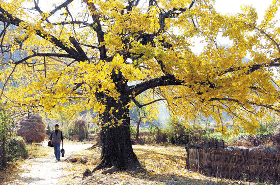 广西灵川县海洋乡被银杏装扮成迷人的金色乡村 (新华社供图)