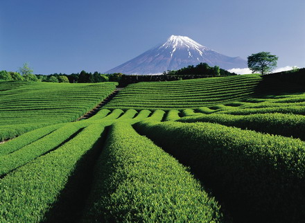 日本静冈旅游怎么样？