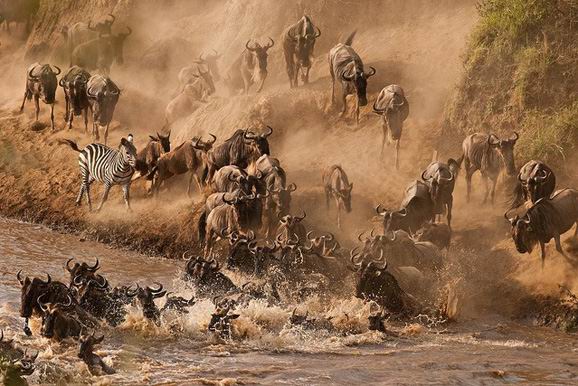 肯尼亚“动物大迁徙”与“马拉河之渡”