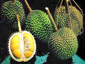 马来西亚槟榔屿 品东南亚最好榴莲