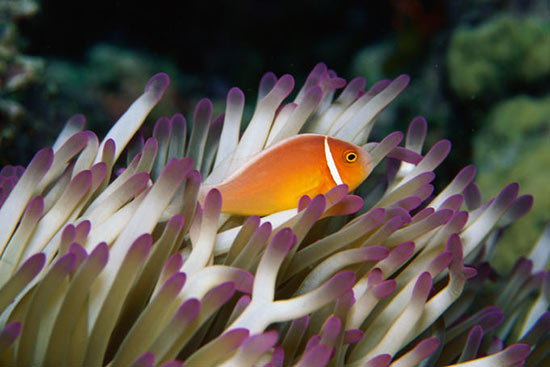 探索全球最大最长珊瑚礁群 大堡礁旅游攻略