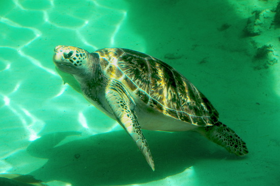 邦邦、卡帕莱岛 在沙巴海中偶遇海龟