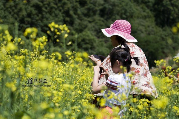 白河峡谷油菜花静静开 密云石城赏油菜花攻略