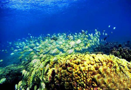 澳大利亚大堡礁 在水底来个亲密接触