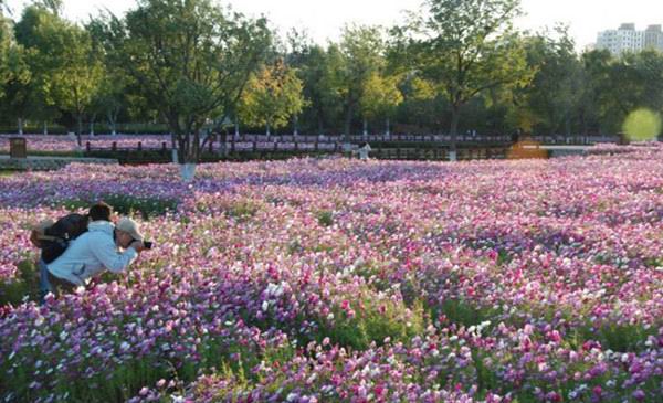 北京奥林匹克公园百亩波斯菊进入最佳观赏期