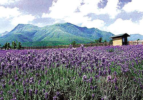 6月到法国旅游-普罗旺斯香气袭人