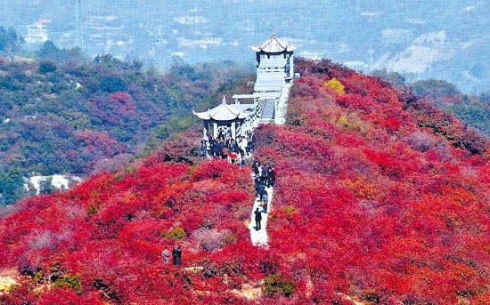 巩义市竹林镇长寿山风景区漫山红叶瑰丽似霞