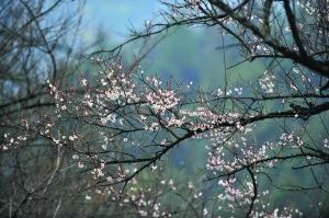 凌寒独自开 梅花三弄香漫广东