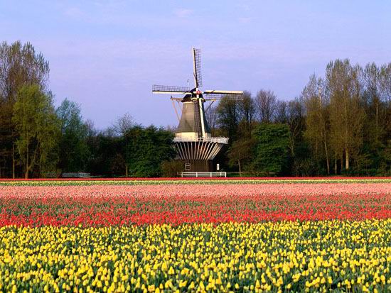 库肯夫郁金香公园（Keukenhof）