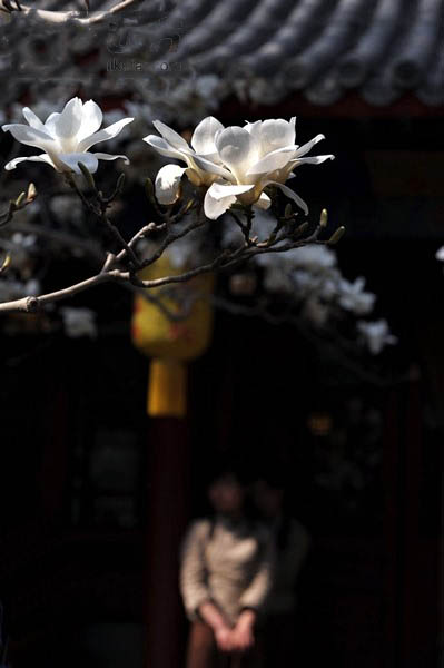 北京悟春从一朵花开始 大觉寺赏古玉兰攻略
